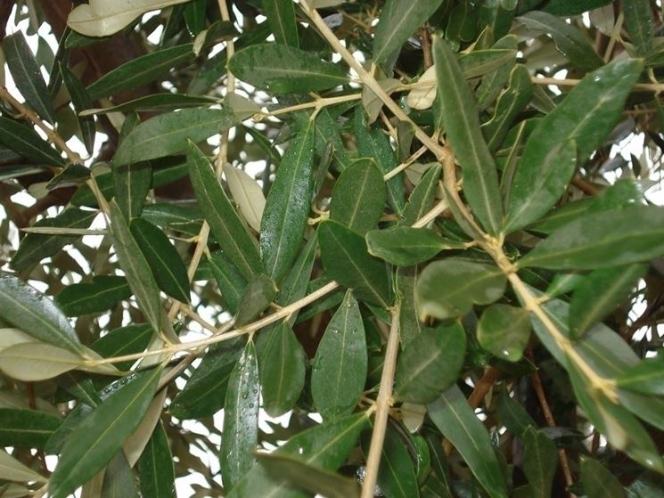 foglie olivo campo