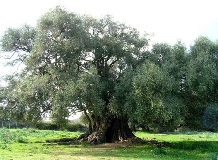 olivo grande campo