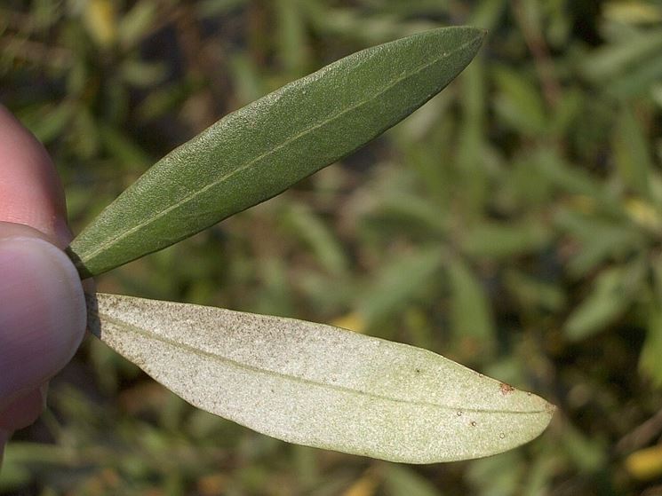 foglie di olivo al sole
