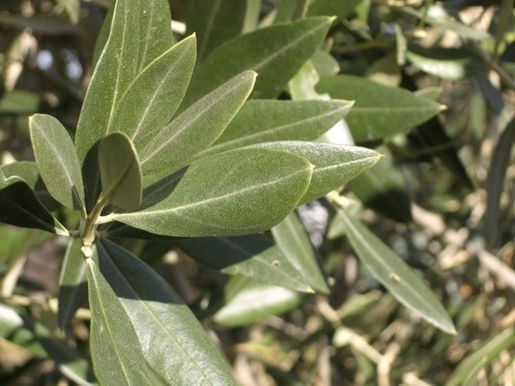 foglie di olivo sane