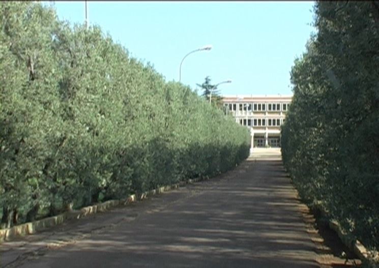 Barriera di olivo frangivento