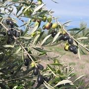 Olive della variet frantoio