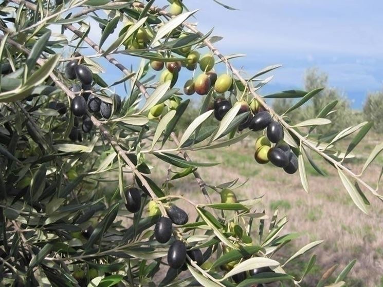 Olive della varietà frantoio