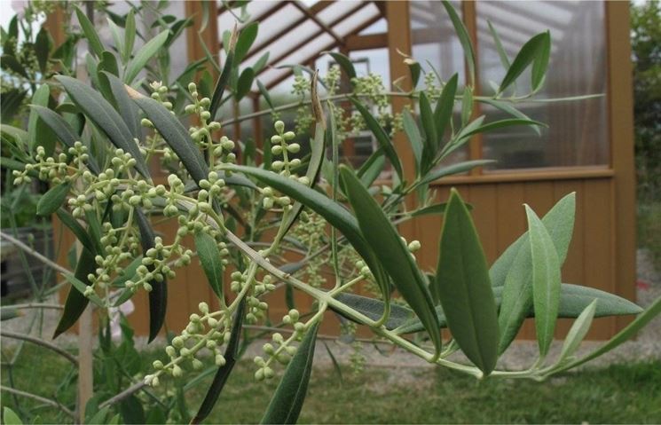 Olivo prossimo alla fioritura