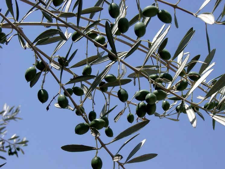 Dettaglio di rami con olive