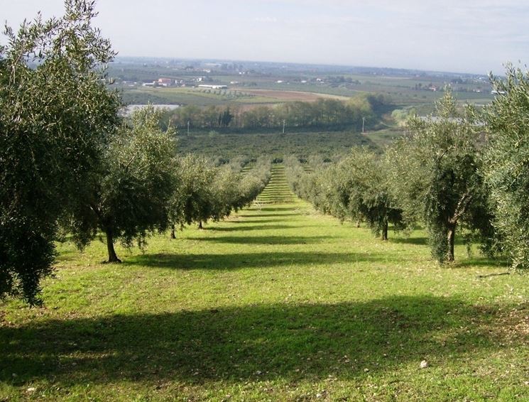 Colline pontine