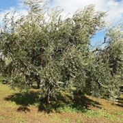 Un albero di olivo Leccino