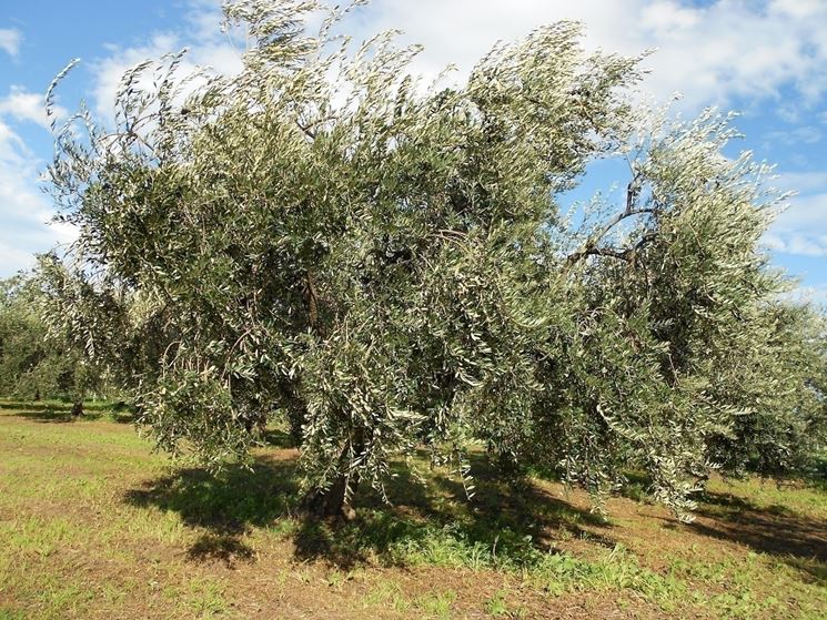 Un <strong>albero di olivo</strong> Leccino