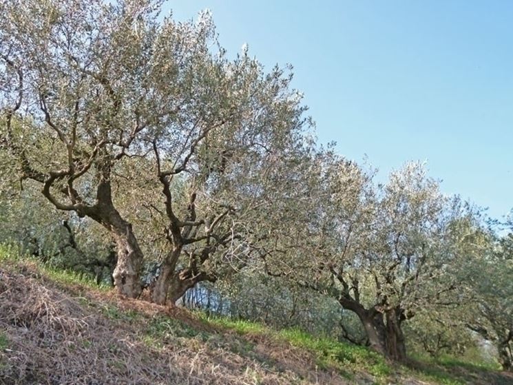 Olivo leccio