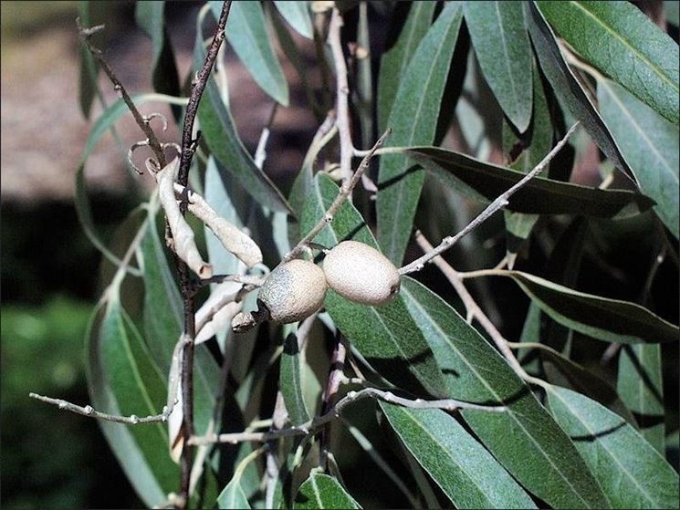 malattia dell'olivo