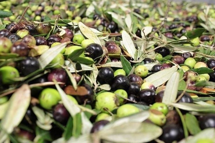 raccolta di olive