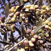 olivo moraiolo