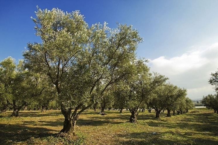 Coltivazioni piante ulivo