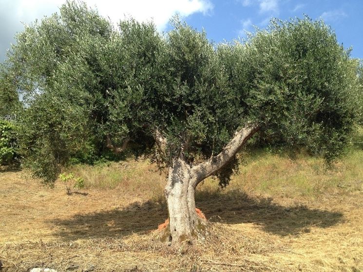 Frutti albero ulivo