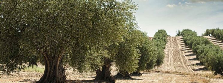 Piante olive