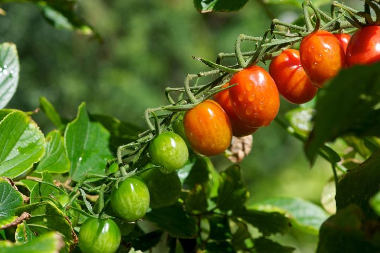 pomodori biologici