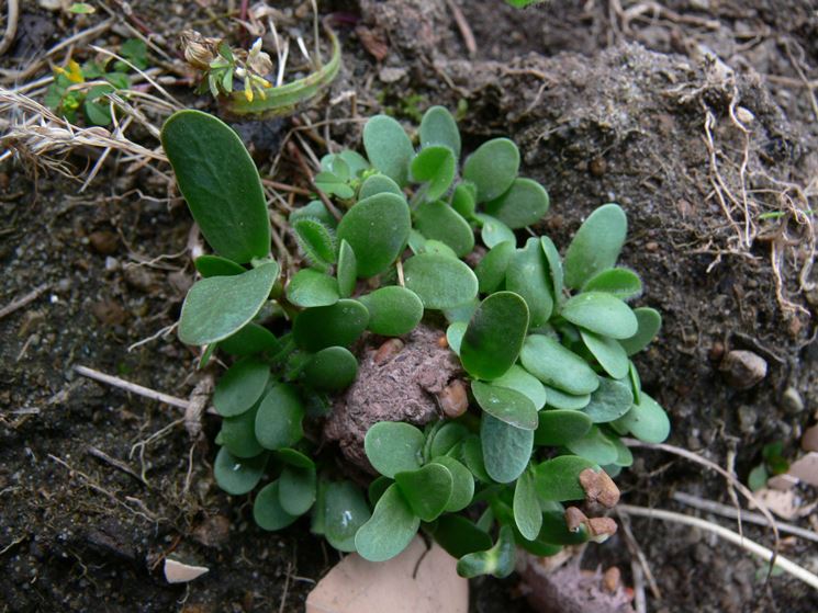 agricoltura naturale