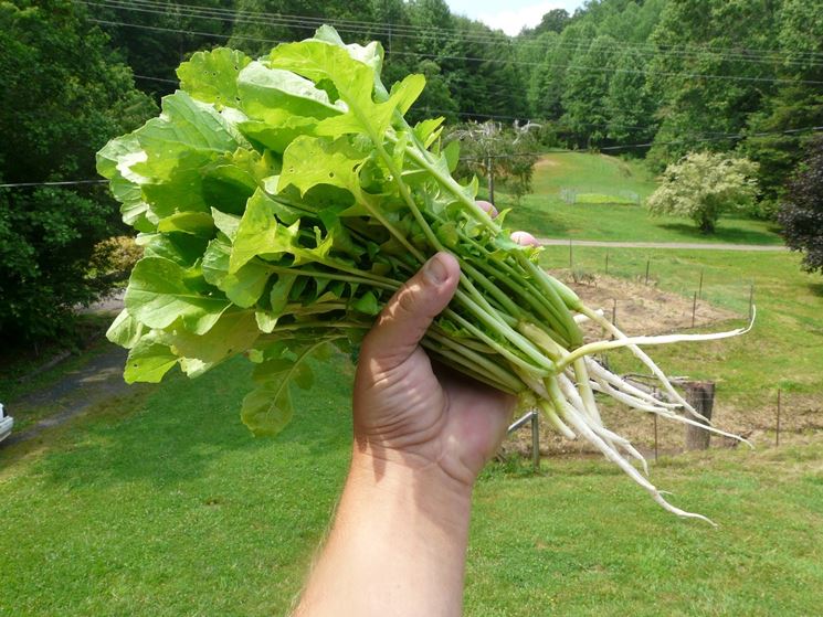 Agricoltura naturale orto