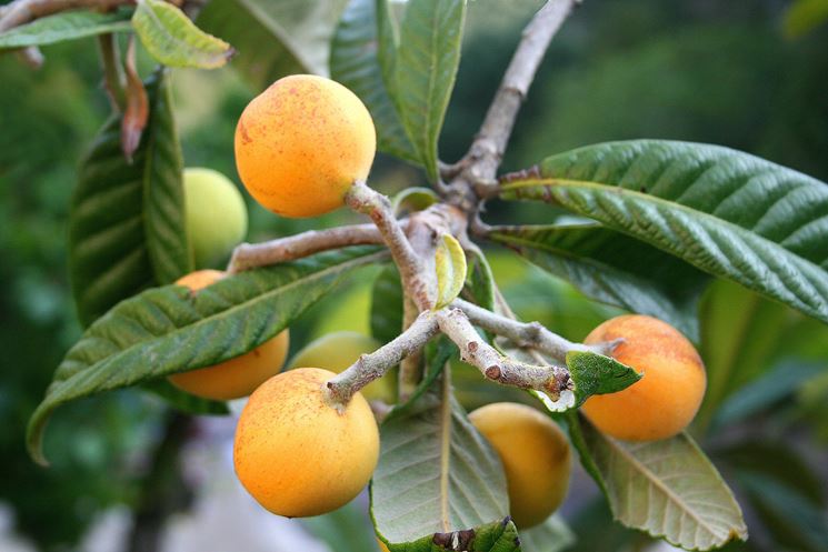 Agricoltura naturale nel nostro frutteto