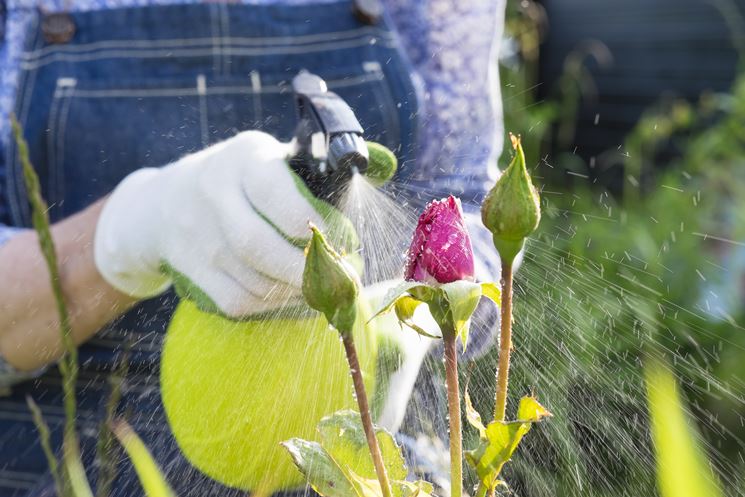 preparare insetticida bio