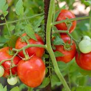 pomodori bio