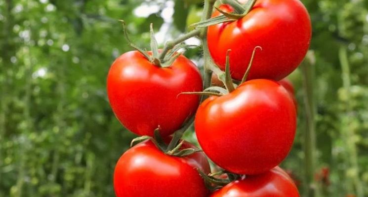 coltivare pomodori biologici