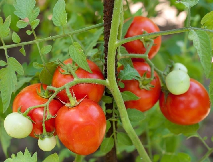 pomodori bio