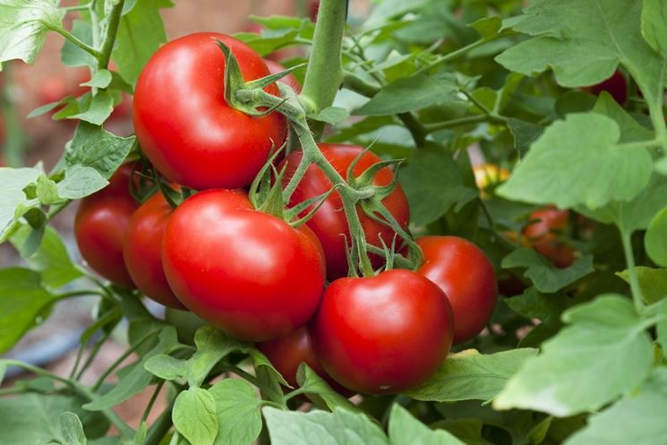 coltivazione pomodori