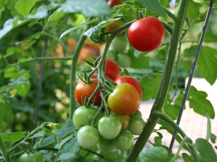 pomodori bio coltivazione