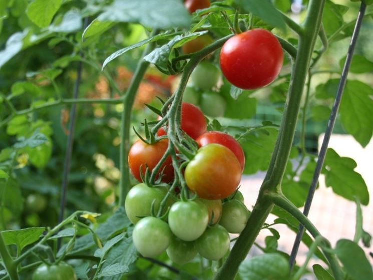 pomodori bio coltivazione