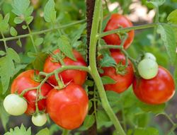 pomodori bio