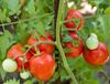 pomodori bio