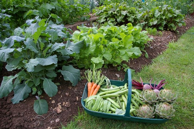 coltivare verdura bio