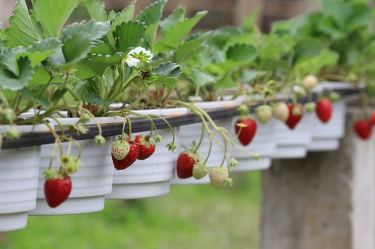 Coltivare fragole in serra