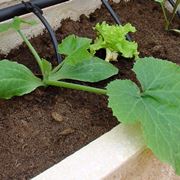 zucchine in vaso