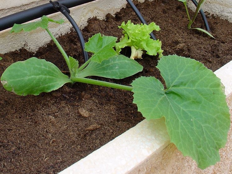 zucchine in vaso