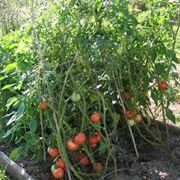 Coltivazione pomodoro