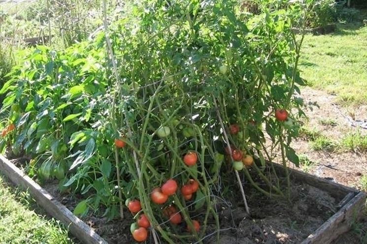 Coltivazione pomodoro