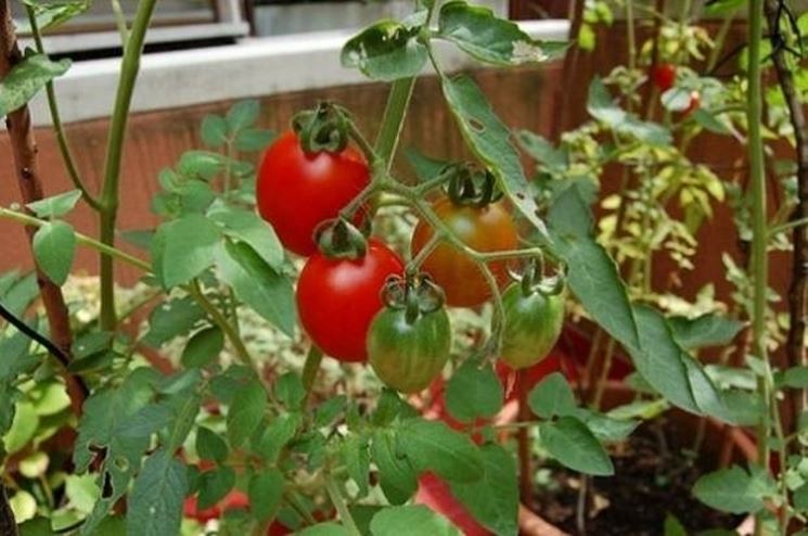 Coltivazione pomodori in vaso