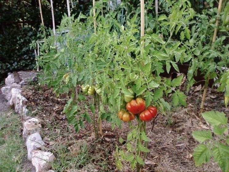 Coltivazione pomodori in orto