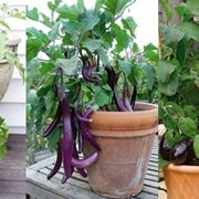 Come coltivare le melanzane in vaso sul balcone