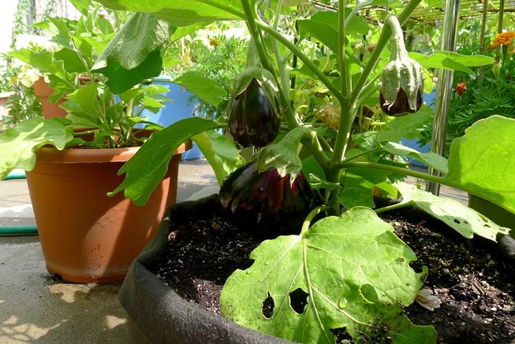 melanzane nel balcone