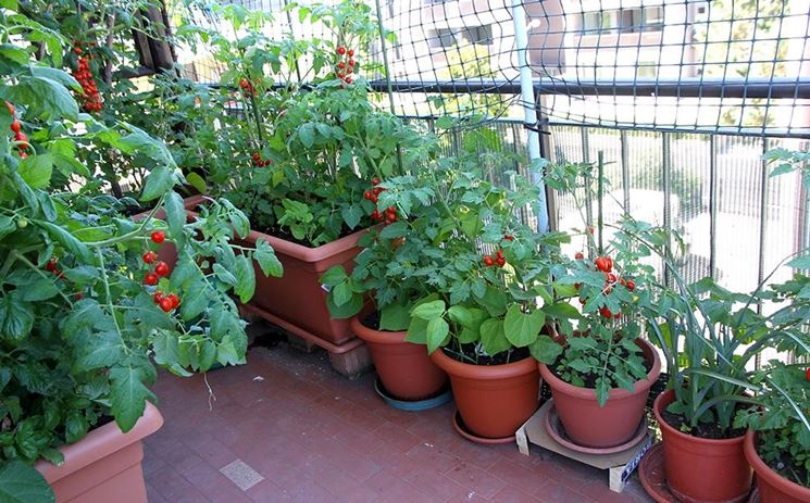 pomodori su balcone