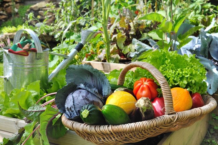 coltivare orto sul terrazzo