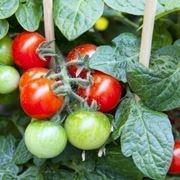 pomodori in vaso