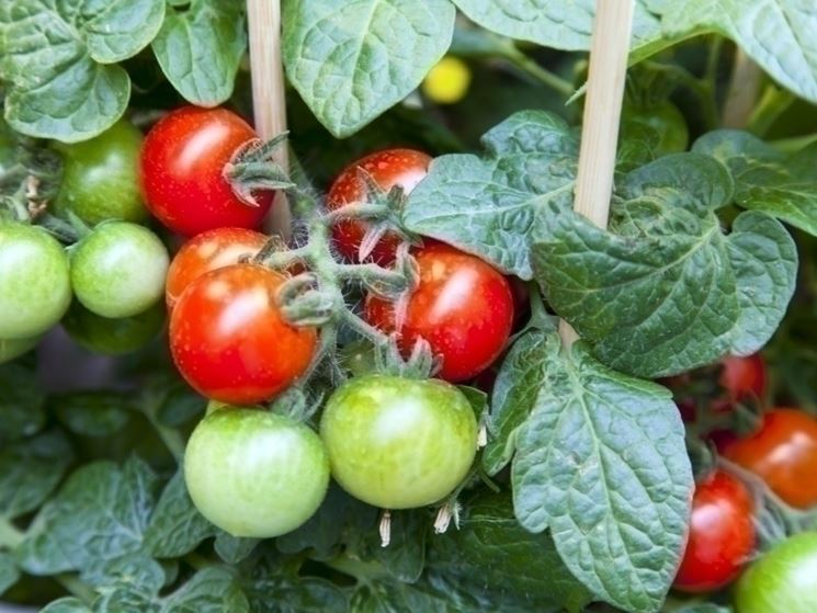 pomodori in vaso