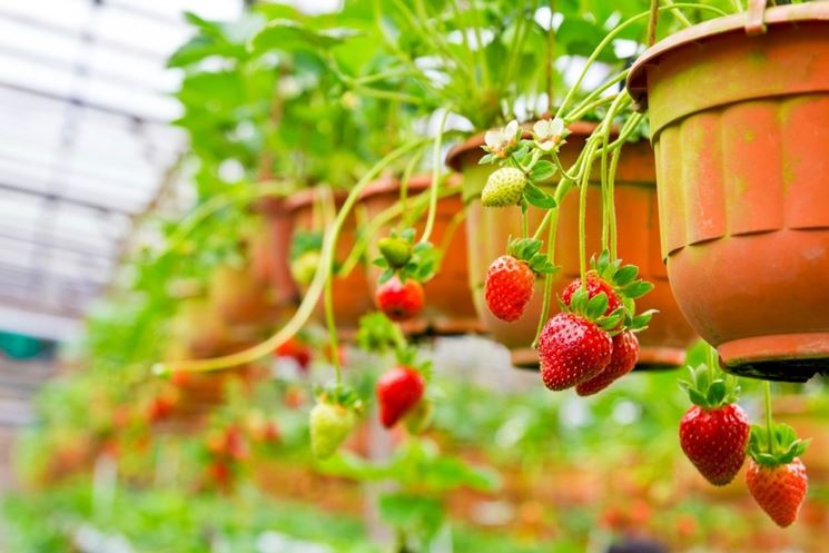 fragole in vaso