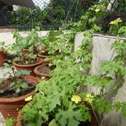 orto in balcone