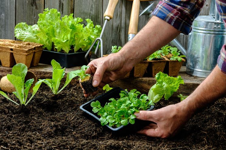 terriccio e concime orto sul balcone