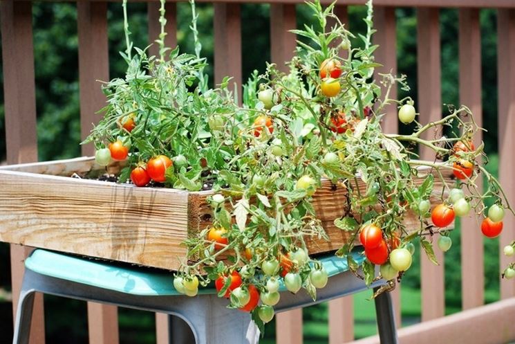 Orto sul balcone - Orto in balcone - Come coltivare l'orto sul balcone